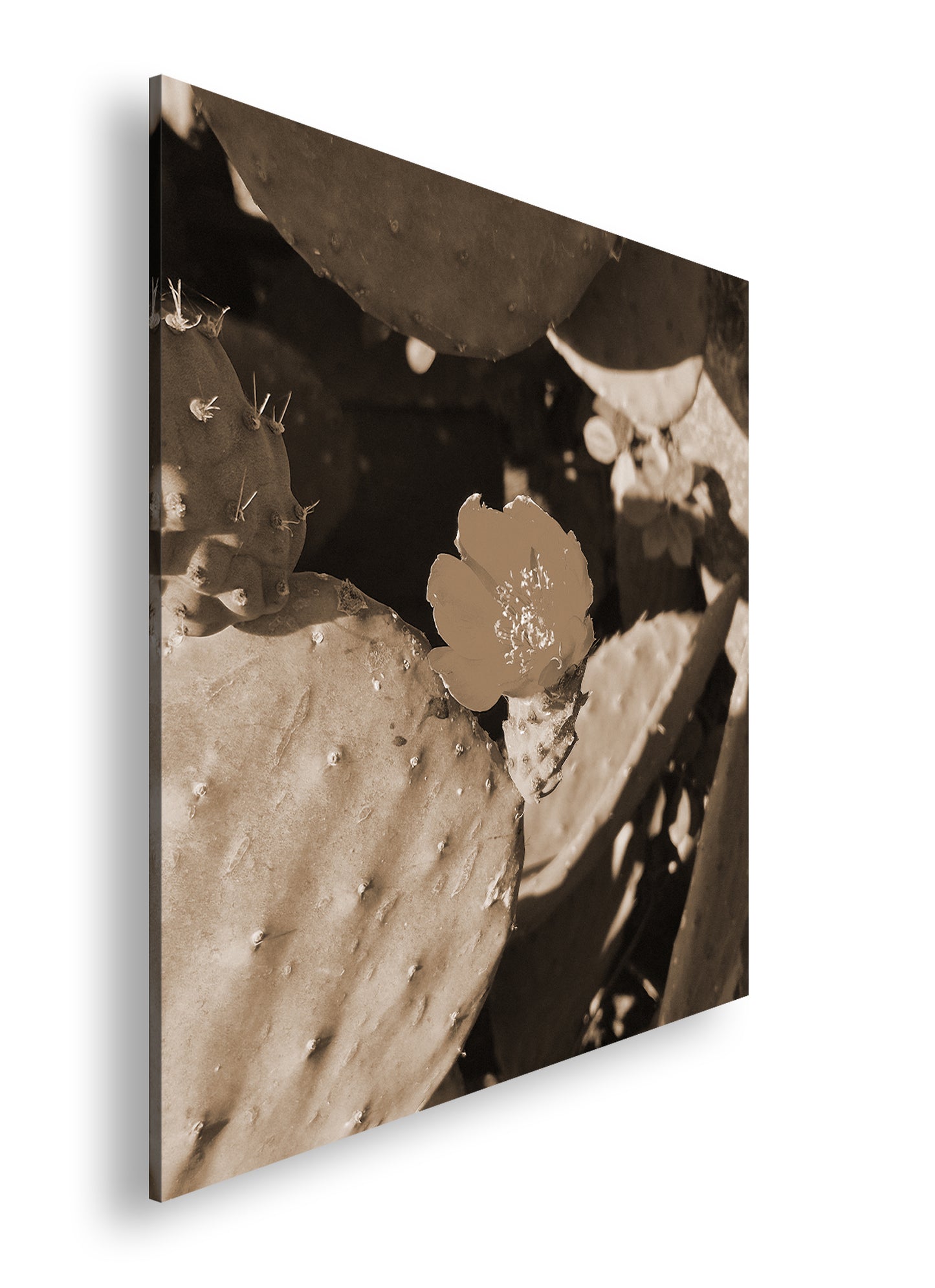 Hauptbild Sepia Quadratisch